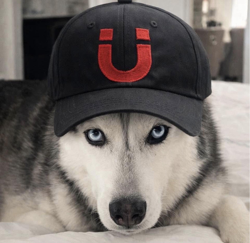 Husky wearing a black cap
